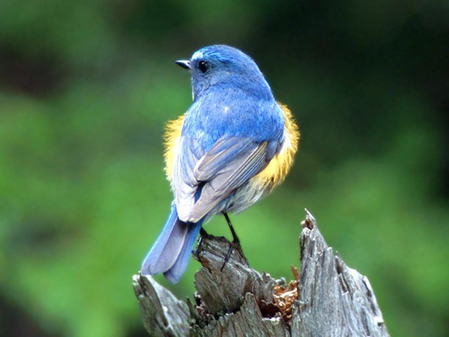 野鳥 ｜ ギャラリー ｜ 東京都檜原都民の森